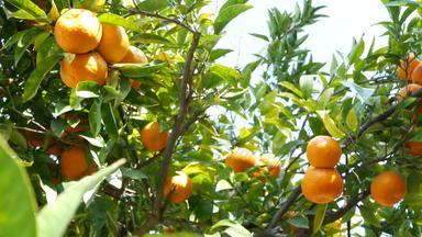 柑橘类橙色普通话水果树加州美国春天花园美国当地的农业农场种植园家园园艺多汁的新鲜的叶子异国情调的热带树叶收获分支